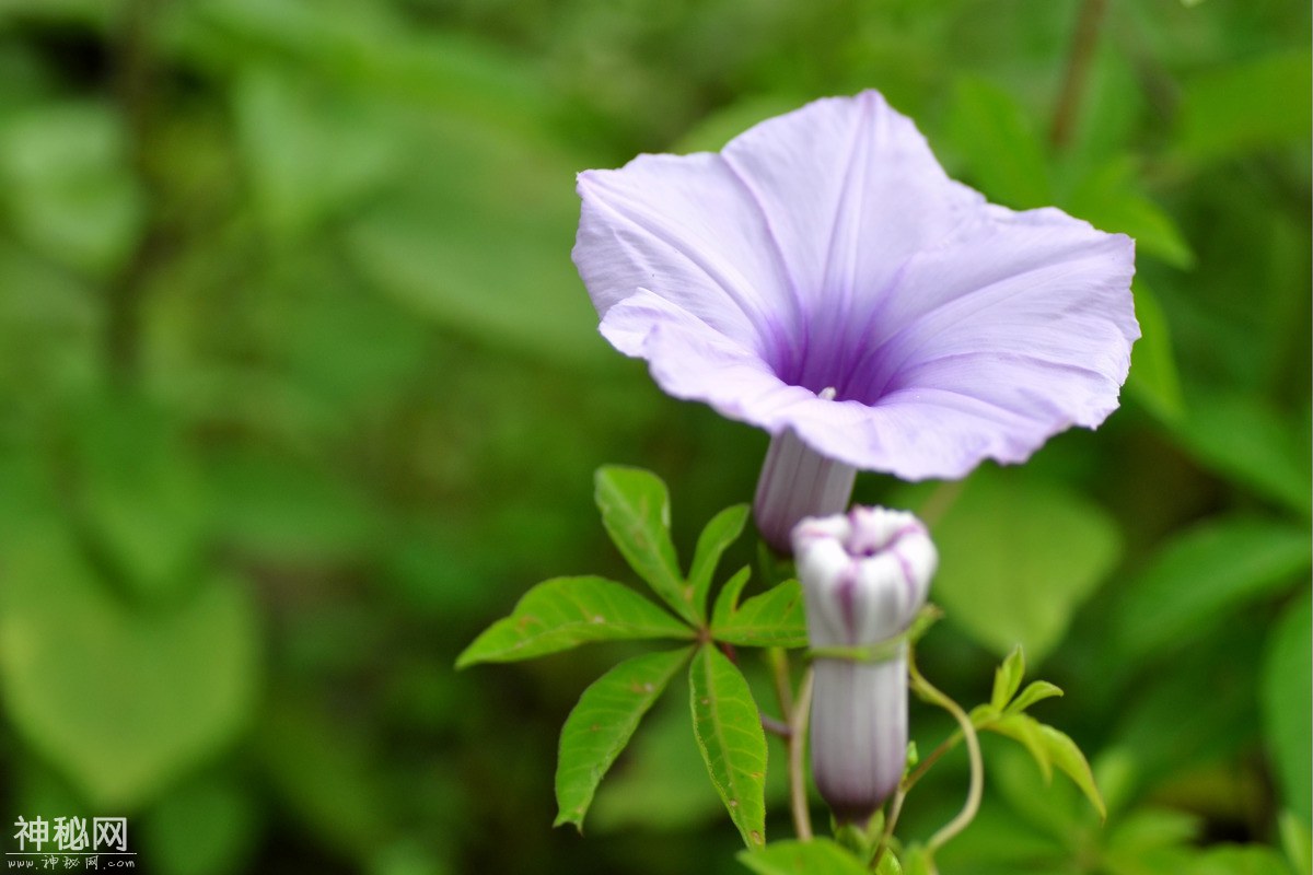 图虫人文摄影：牵牛花-2.jpg