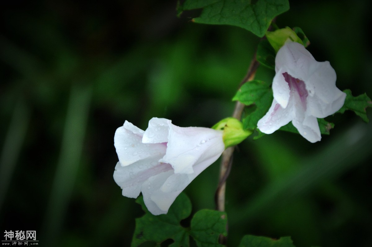 图虫人文摄影：牵牛花-5.jpg