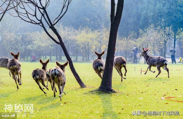 宋人笔记记载时有钱人一种养生风俗，到清朝时大兴，皇家特迷信-3.jpg