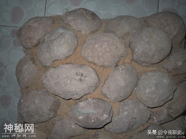 生物进化史——恐龙时代结束了吗？-4.jpg