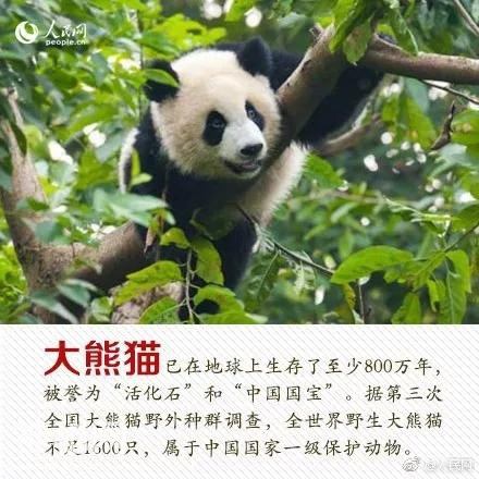 珍稀动物：从一点一滴做起-1.jpg
