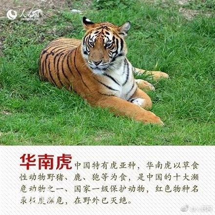 珍稀动物：从一点一滴做起-4.jpg