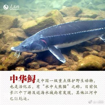 珍稀动物：从一点一滴做起-2.jpg