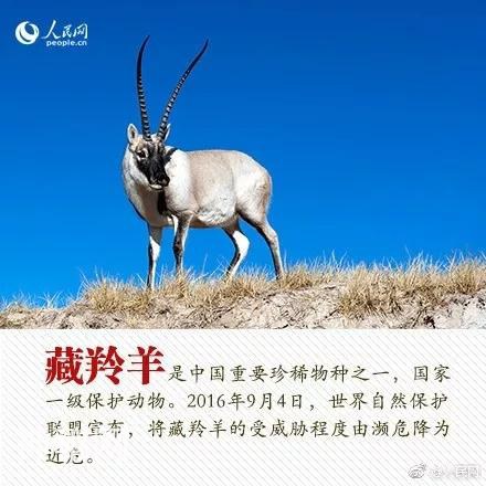珍稀动物：从一点一滴做起-3.jpg