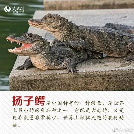 珍稀动物：从一点一滴做起-6.jpg