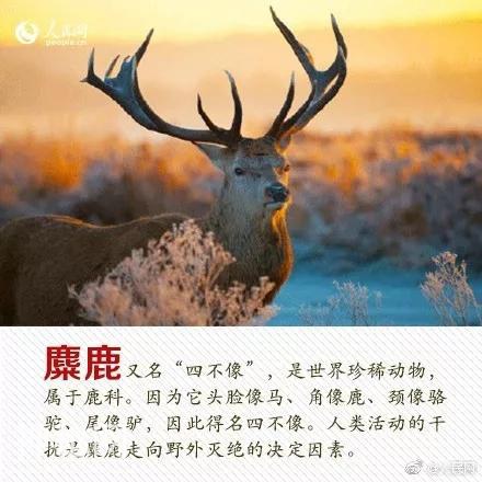 珍稀动物：从一点一滴做起-7.jpg