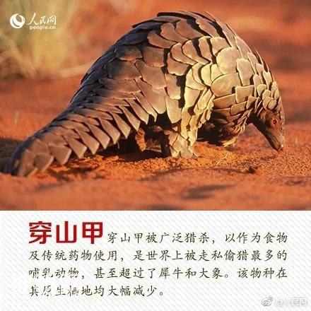 珍稀动物：从一点一滴做起-9.jpg