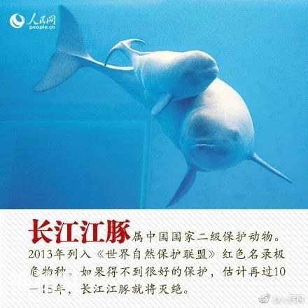珍稀动物：从一点一滴做起-5.jpg