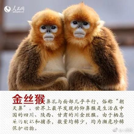 珍稀动物：从一点一滴做起-8.jpg
