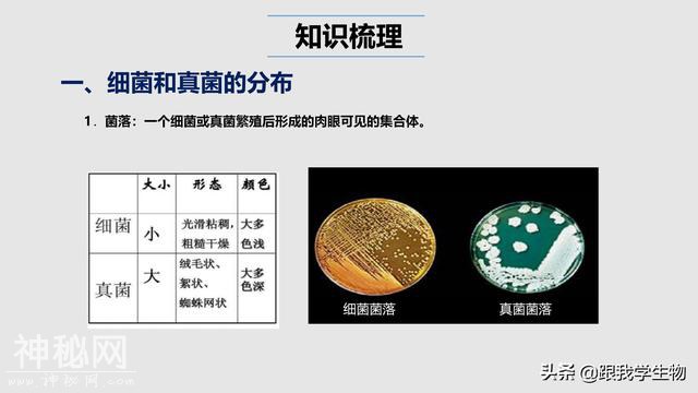 2019年中考生物一轮复习第22讲  细菌、真菌和病毒（一）-1.jpg
