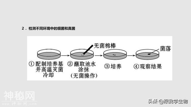 2019年中考生物一轮复习第22讲  细菌、真菌和病毒（一）-3.jpg