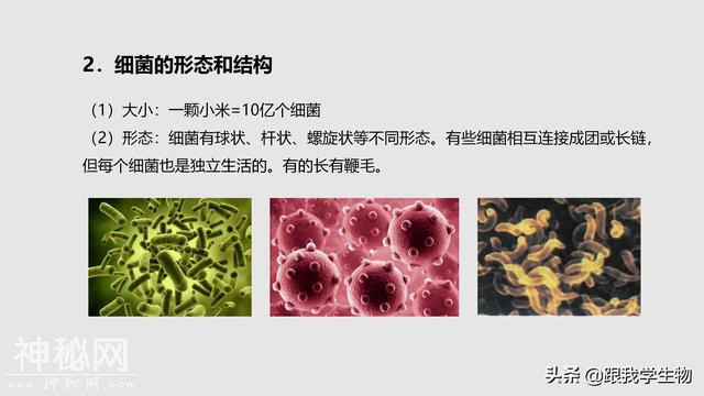 2019年中考生物一轮复习第22讲  细菌、真菌和病毒（一）-6.jpg