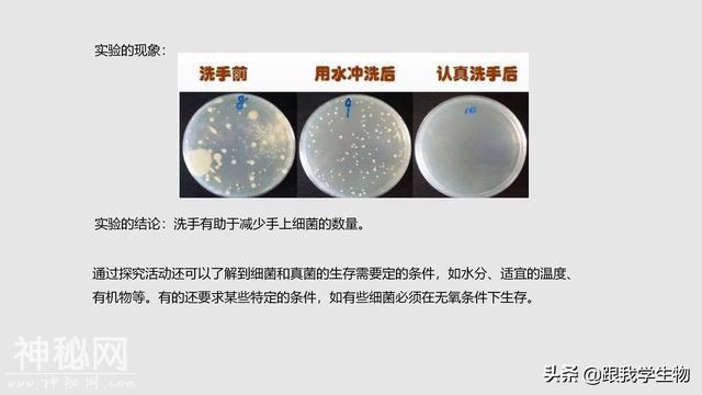 2019年中考生物一轮复习第22讲  细菌、真菌和病毒（一）-4.jpg
