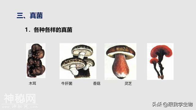2019年中考生物一轮复习第22讲  细菌、真菌和病毒（一）-9.jpg