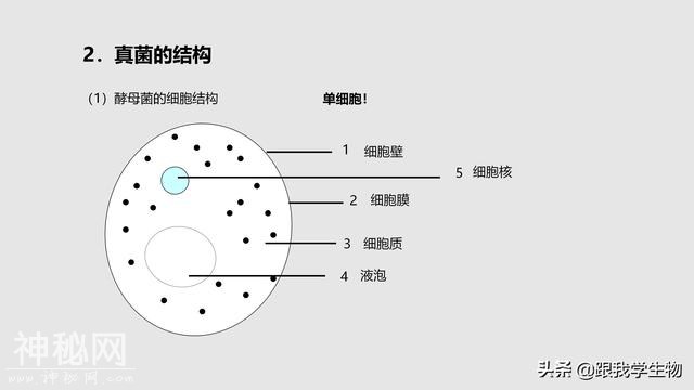 2019年中考生物一轮复习第22讲  细菌、真菌和病毒（一）-10.jpg