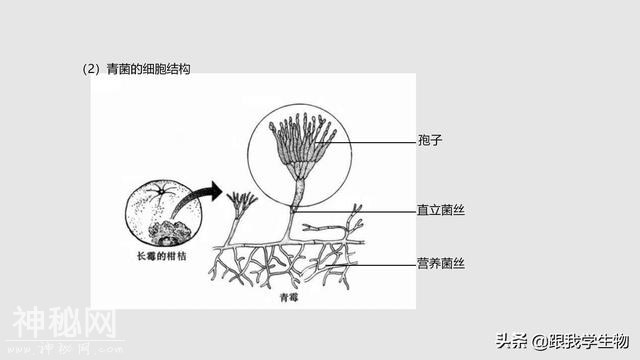 2019年中考生物一轮复习第22讲  细菌、真菌和病毒（一）-11.jpg