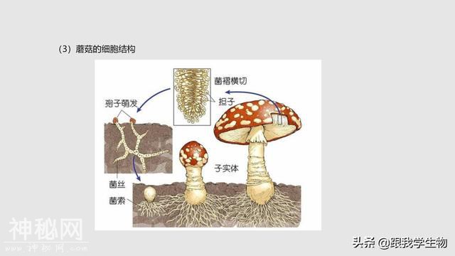 2019年中考生物一轮复习第22讲  细菌、真菌和病毒（一）-12.jpg
