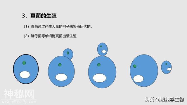 2019年中考生物一轮复习第22讲  细菌、真菌和病毒（一）-14.jpg