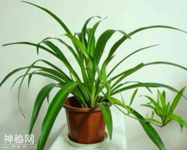 这几种绿色植物被称作“生物净化器”，非常适合美化家居-5.jpg