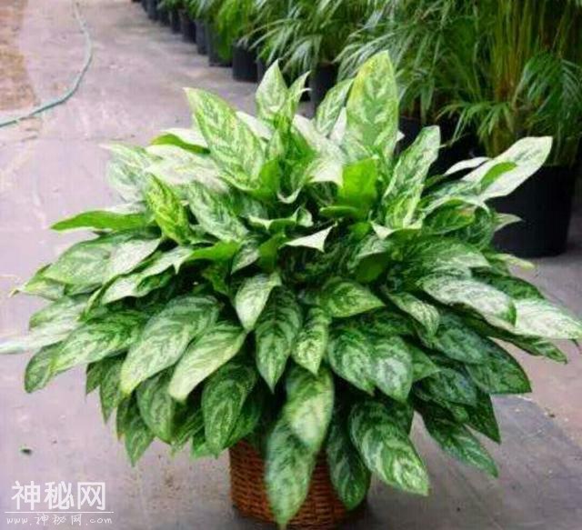 这几种绿色植物被称作“生物净化器”，非常适合美化家居-2.jpg