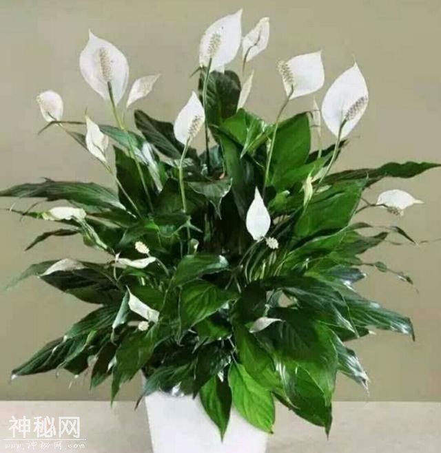 这几种绿色植物被称作“生物净化器”，非常适合美化家居-1.jpg