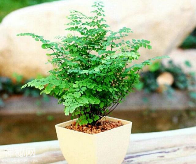 这几种绿色植物被称作“生物净化器”，非常适合美化家居-3.jpg