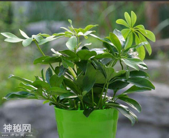 这几种绿色植物被称作“生物净化器”，非常适合美化家居-4.jpg