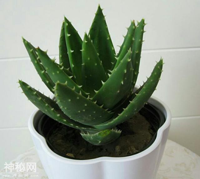 这几种绿色植物被称作“生物净化器”，非常适合美化家居-6.jpg