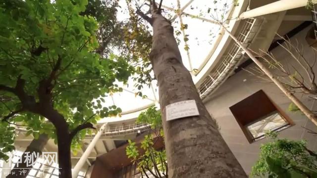 世园会里的“大个头”：为了生存，植物们各怀绝技-2.jpg