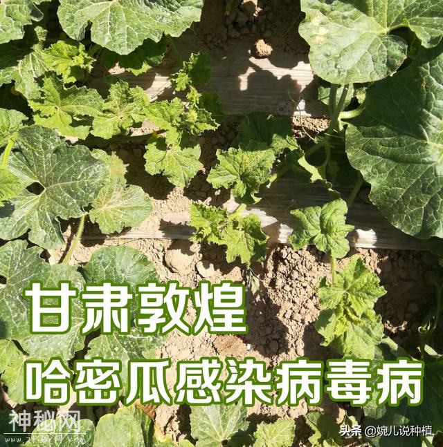 病毒病很难治？这方法绝了！这几种常见的病毒病，一次就搞定！-5.jpg