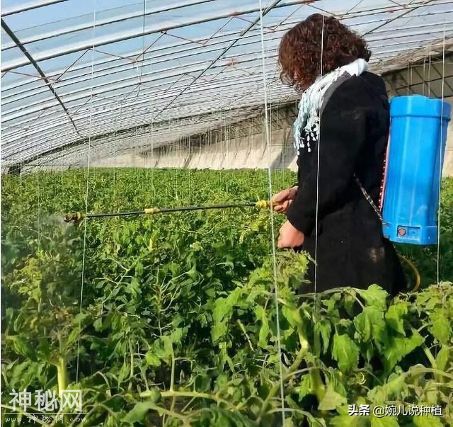 病毒病很难治？这方法绝了！这几种常见的病毒病，一次就搞定！-4.jpg