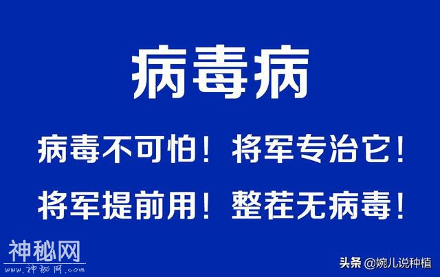 病毒病很难治？这方法绝了！这几种常见的病毒病，一次就搞定！-6.jpg