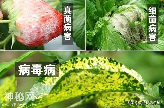不知什么病，打上就见效，老农有了这款药，真菌细菌病毒全杀净！-1.jpg