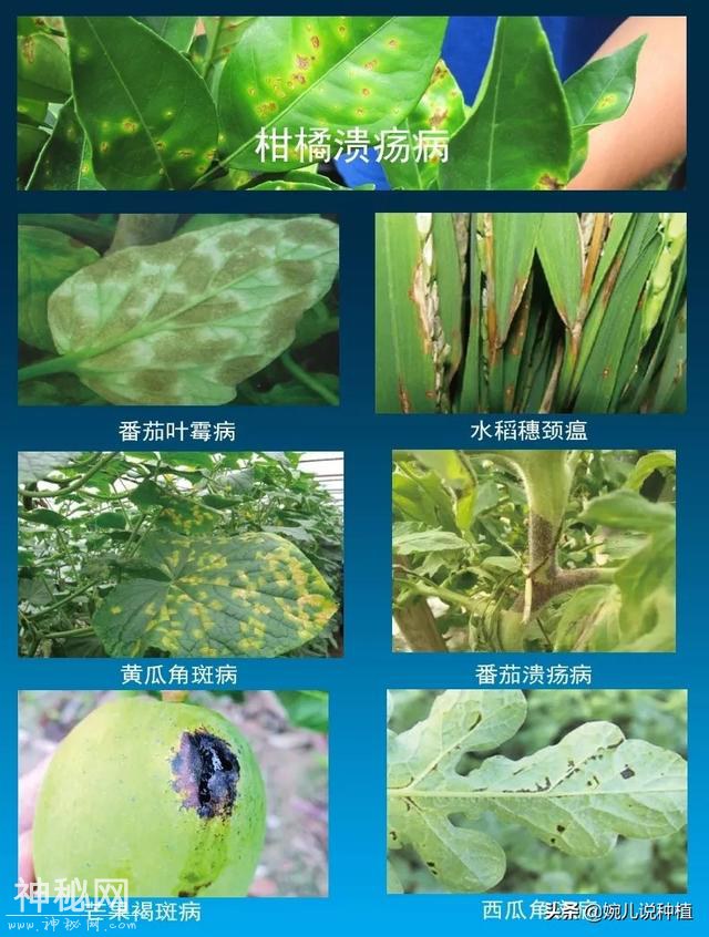 不知什么病，打上就见效，老农有了这款药，真菌细菌病毒全杀净！-4.jpg