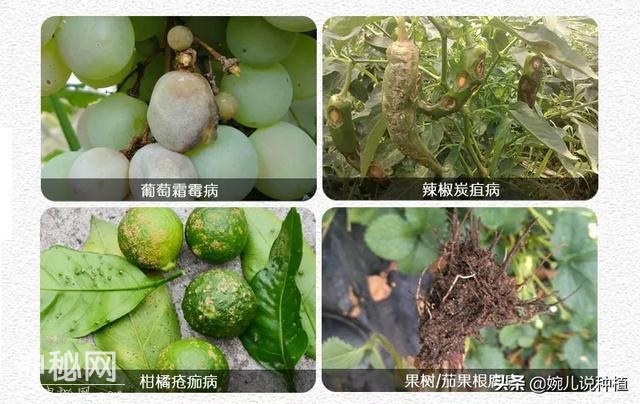 不知什么病，打上就见效，老农有了这款药，真菌细菌病毒全杀净！-5.jpg