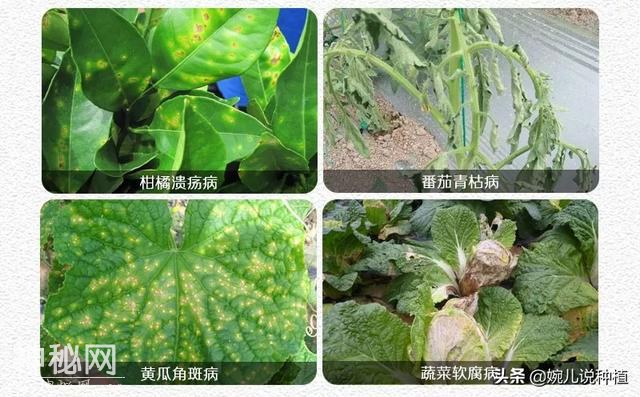 不知什么病，打上就见效，老农有了这款药，真菌细菌病毒全杀净！-6.jpg