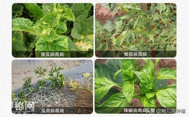 不知什么病，打上就见效，老农有了这款药，真菌细菌病毒全杀净！-12.jpg