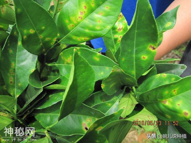 不知什么病，打上就见效，老农有了这款药，真菌细菌病毒全杀净！-10.jpg