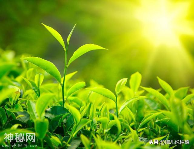 不知什么病，打上就见效，老农有了这款药，真菌细菌病毒全杀净！-13.jpg