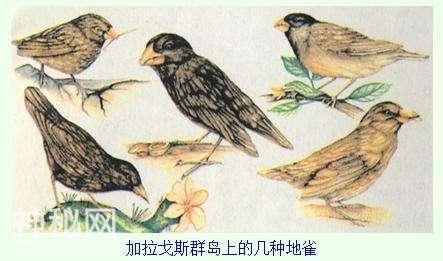 简单介绍一下现代生物进化理论-2.jpg