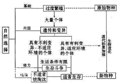 简单介绍一下现代生物进化理论-5.jpg
