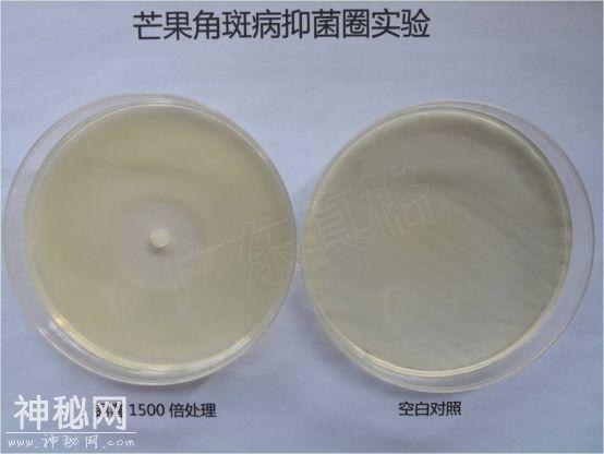 植物细菌病害有500多种，防治细菌用什么好？-4.jpg