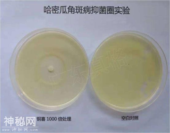 植物细菌病害有500多种，防治细菌用什么好？-3.jpg