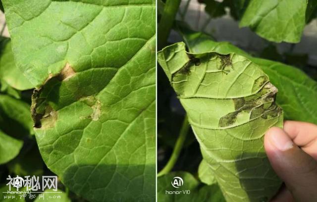 植物细菌病害有500多种，防治细菌用什么好？-10.jpg