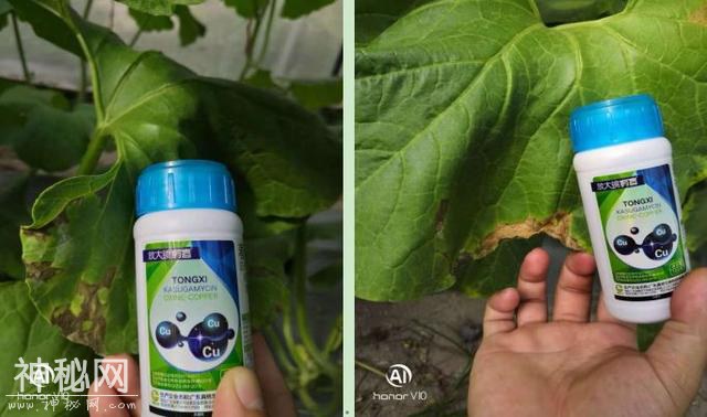 植物细菌病害有500多种，防治细菌用什么好？-11.jpg