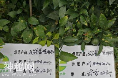植物细菌病害有500多种，防治细菌用什么好？-6.jpg
