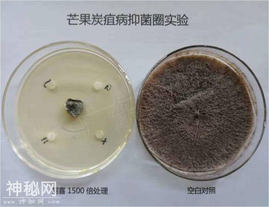 植物细菌病害有500多种，防治细菌用什么好？-5.jpg