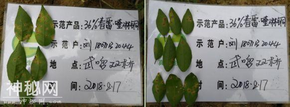 植物细菌病害有500多种，防治细菌用什么好？-7.jpg