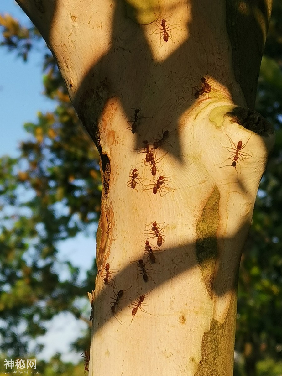 图虫人文摄影：昆虫世界~-2.jpg