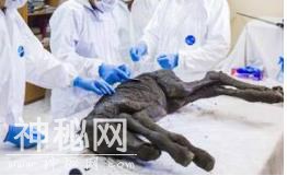 42000年前马驹体内发现液态尿和血 提取后或备克隆使用-1.jpg